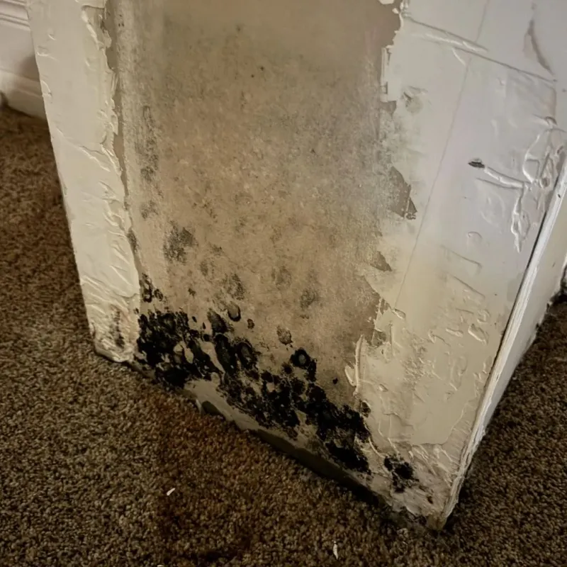 Professional Mold Removal in Brentwood, CA